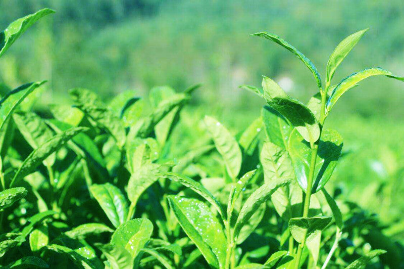 HelloYoung100g Pu-erh Tea Cooked Tea Rose Tea Flavor Tea Slimming Healthy Black Tea Green Food