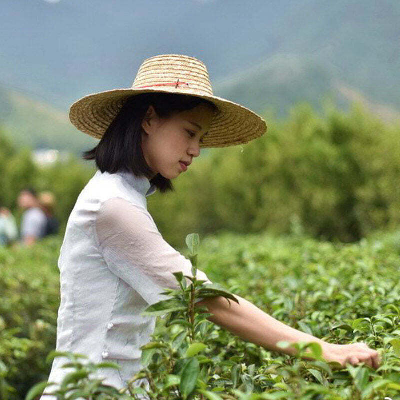 125g Fenghuangdancong Oolong Green Tea Phoenix Dancong Oolong Tea Loose Leaf Tea