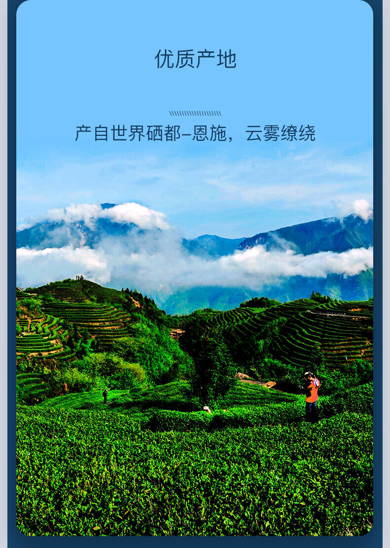 EFUTON Enshi Se-Tea High Mountain Cloud Mist Gao Shan Yun Wu Cha Green Tea 250g