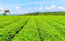 HelloYoungPromotion Top Grade 250 g / can Gold Buckwheat Tea Herbal Tea China TASTY Good Tea