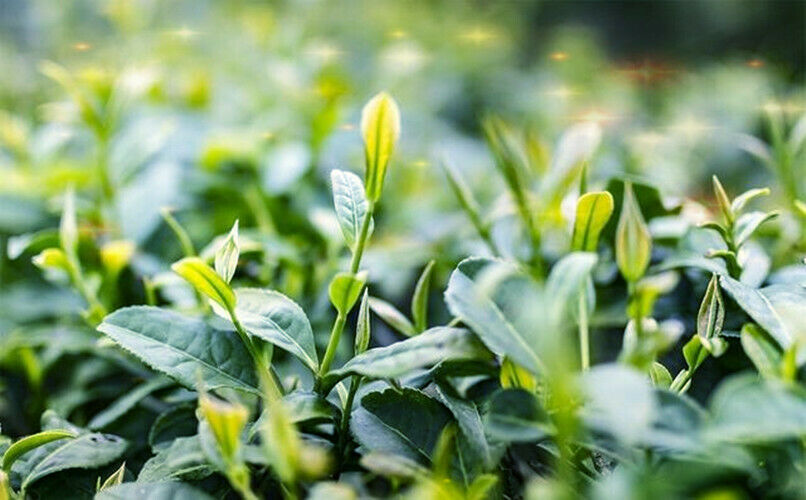 HelloYoung Organic Premium Bai Mu Dan White Poney White Tea Loose Leaf Green Tea Flower Tea