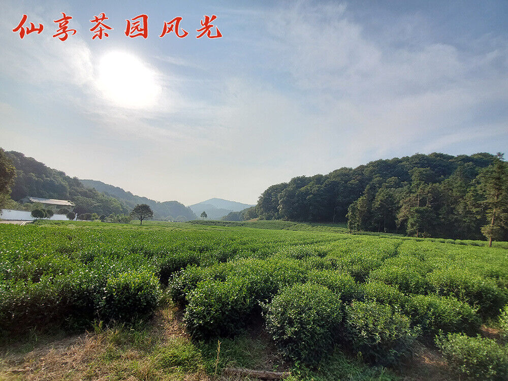 HelloYoung New Tea Longjing Crushed Tea Loose Tea Pieces Green Tea Crushed 500g/1.1lb