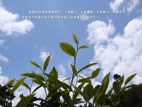 HelloYoung100g Promotion Green Tea Top Grade Biluochun Tea Chinese Green Food Healthy Tea