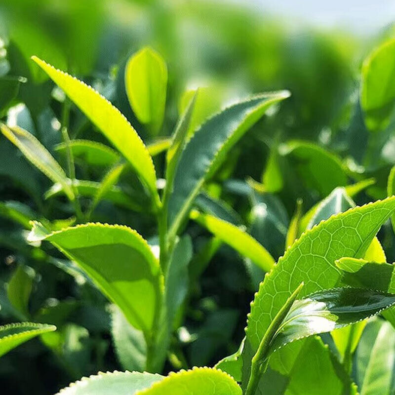 Jin Xuan Milk Oolong Tea Taiwan Alishan  Milkscented Wulong Tea Gaoshan Cha