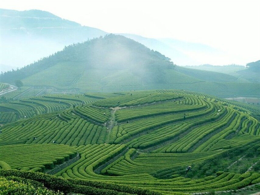 HelloYoung Fresh Organic Carbon Specaily TiKuanYin Oolong Tea High Cost-effeTieguanyin Tea
