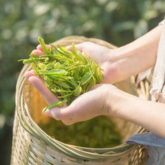 HelloYoung Anji Bai Cha Natural Spring New Tea Healthy Herbal Tea 八马茶叶 正宗安吉白茶 春茶新茶 味醇鲜爽
