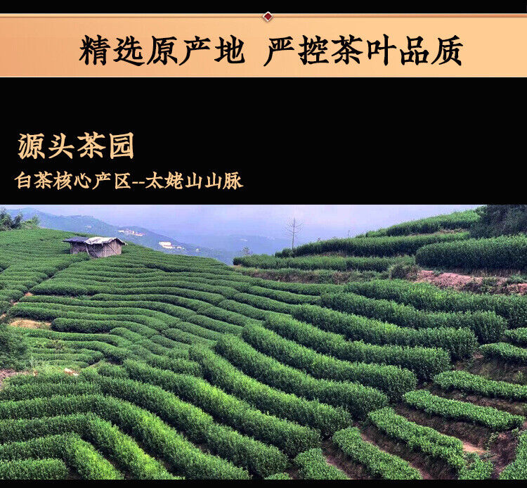 HelloYoung White Peony Tea Brick High Mountain Sunshine 250g Fuding White Tea Song Press