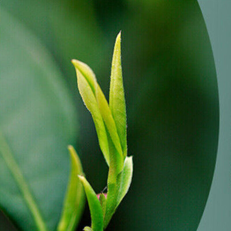 HelloYoung Spring Green Tea Aromatic Chinese Tea 100g Anji White Tea One Bud One Leaf Early