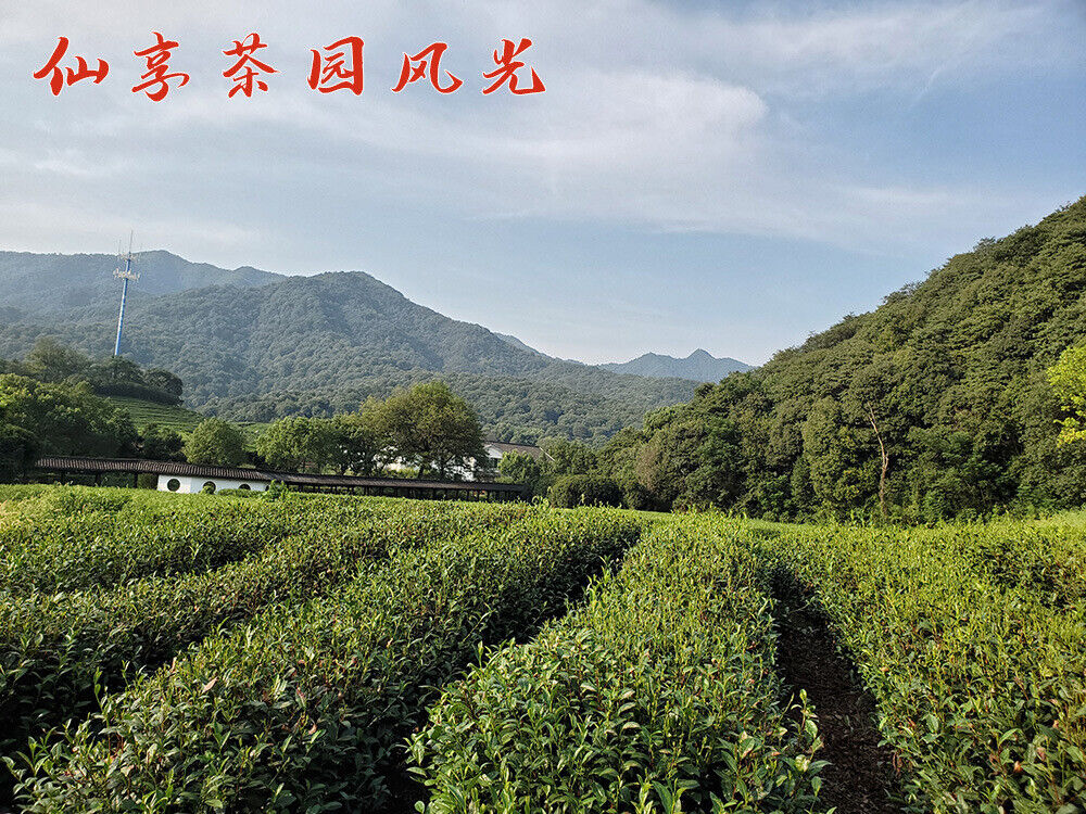 HelloYoung New Tea Longjing Crushed Tea Loose Tea Pieces Green Tea Crushed 500g/1.1lb
