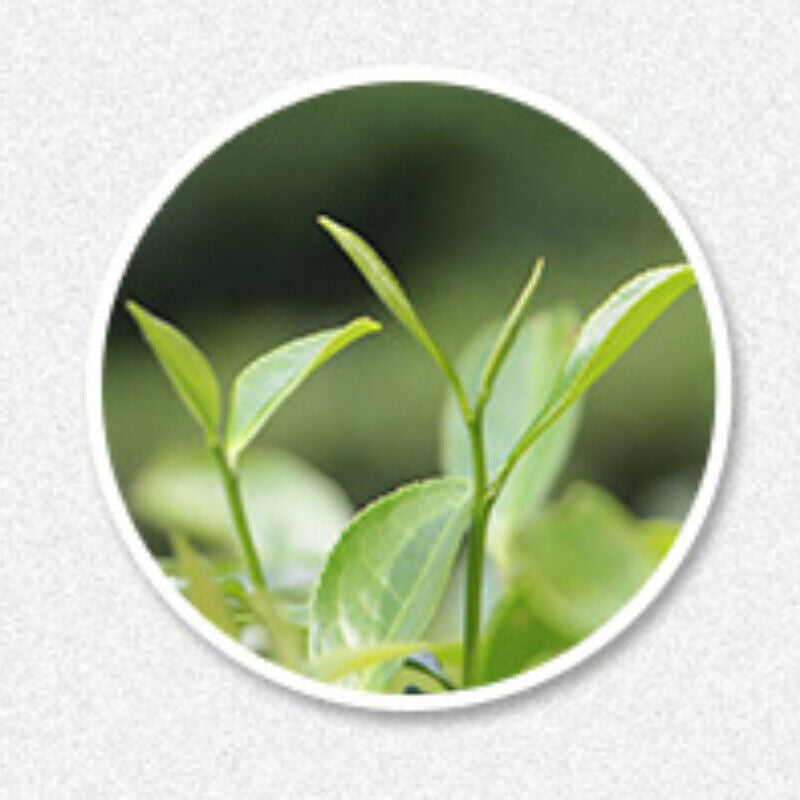 HelloYoung Healthy 350g Fuding Organic Spring White Tea Top Old White Tea Cake