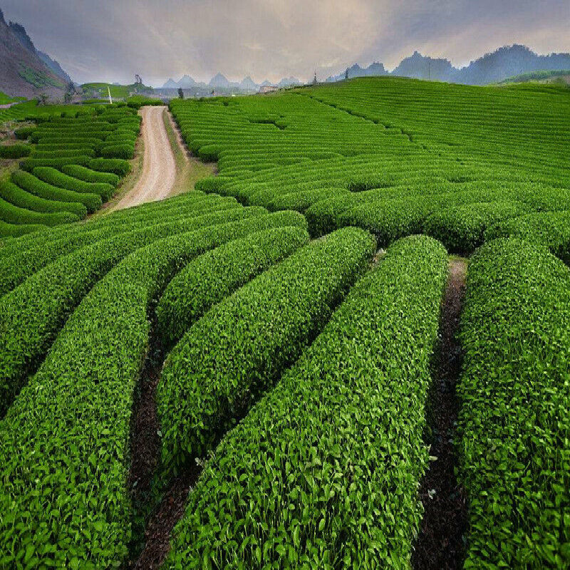HelloYoung Yunnan Factory Direct Pu'er Tea Menghai Seven Sub-cake PuerTea 357g