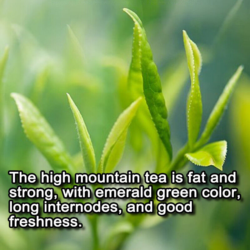 Taiwan Milky Oolong 250g The Entrance Is Clear and Mellow Milk Fragrance