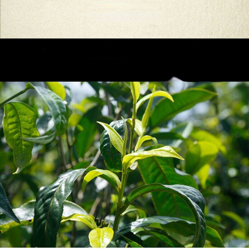 HelloYoung Top-Grade Organic Raw Tea Chinese Pu'er Tea Brick Green Tea Health Drink 250g