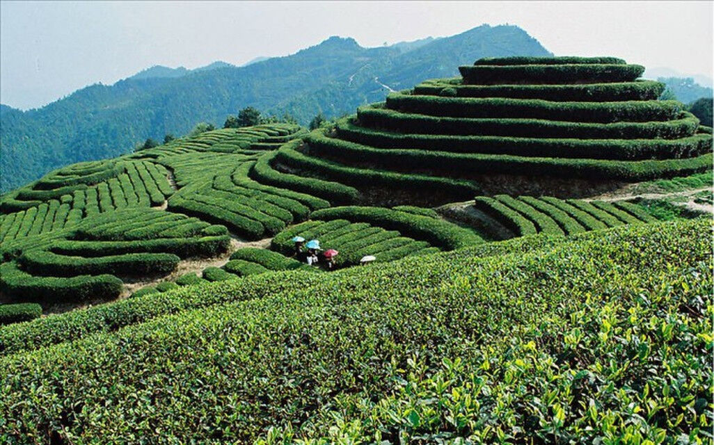 HelloYoung Etc.Super Popular 24 Bags Chinese Famous Tea Including Black/Green/Jasmine Tea