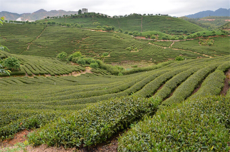 HelloYoung Topgrade Dian Hong Famous Yunnan Black Tea Dianhong TEA 58 Series Black Tea 250g