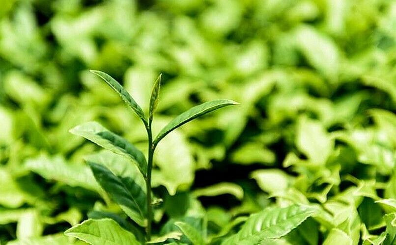 HelloYoung Organic Premium Bai Mu Dan White Poney White Tea Loose Leaf Green Tea Flower Tea