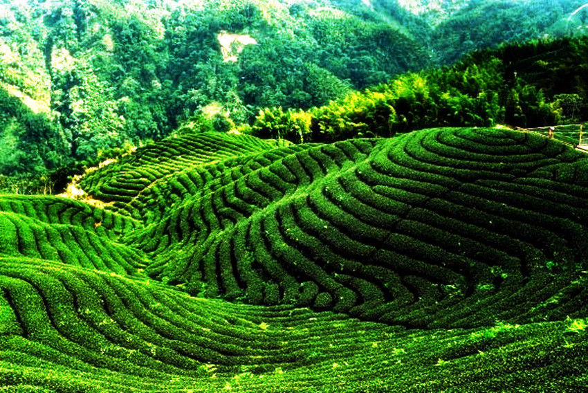 HelloYoung500g Red Biluo Black Tea In Bulk Yunnan Fengqing Dianhong Cooked Tea Fresh Tea 茶