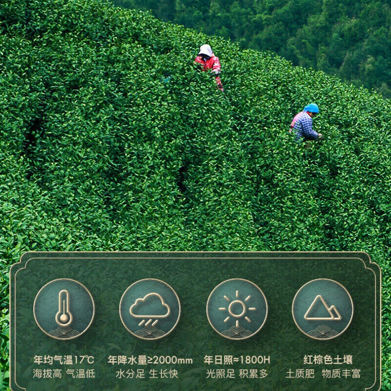HelloYoung Spring Green Tea Aromatic Chinese Tea 100g Anji White Tea One Bud One Leaf Early