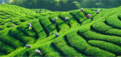 HelloYoung Topgrade Dian Hong Famous Yunnan Black Tea Dianhong TEA 58 Series Black Tea 250g