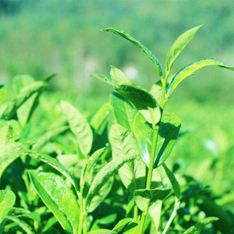 HelloYoung 12 Years 1000g Premium Black Tea Handmade Organic Brick Tea Fu Heicha Green Food