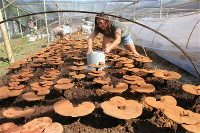 HelloYoung Herbal Tea Chinese Wild Reishi Powder Spore Powder Ganoderma Lucidum Tea 500g
