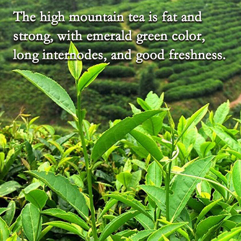 Milk Oolong Tea A Unique High Antioxidant Low Caffeine Tea