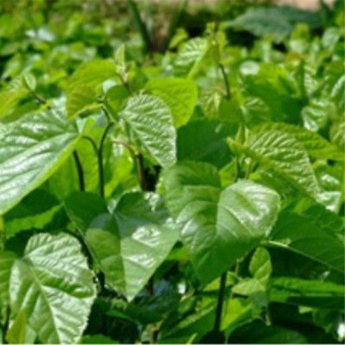 Getrockneter Maulbeerblatt Tee Natürliche Maulbeerblätter Kräuter Detox Tee 50g