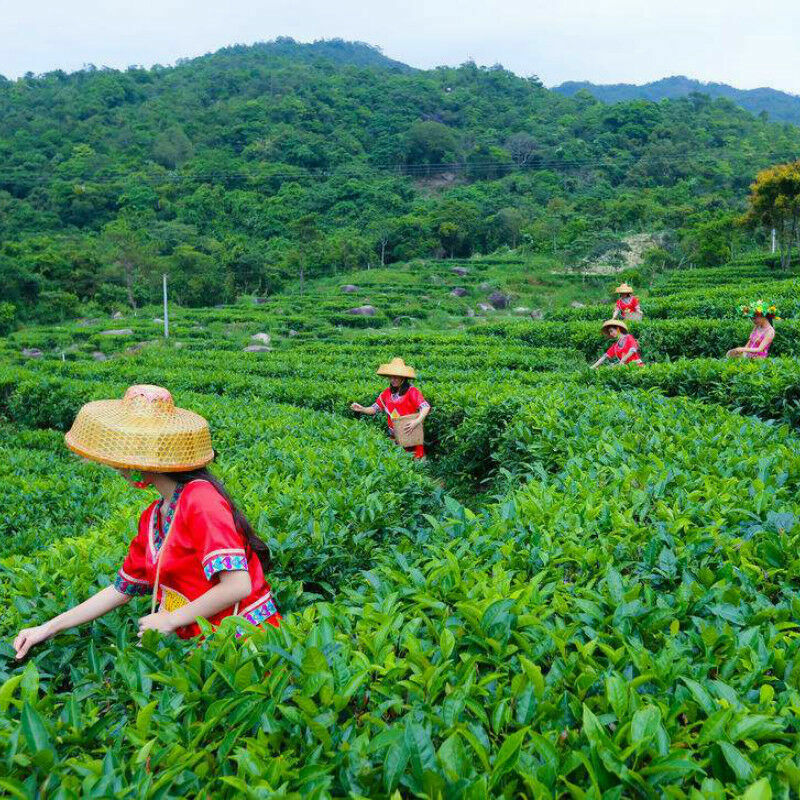 HelloYoung Antique Natural Organic Tasty Black Tea Chinese Yunnan Ripe Puer Tea Brick 250g