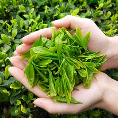HelloYoung Alpine Yunwu Green Tea Wholesale Rizhao Fried Green Strong Tea 250g/8.8oz