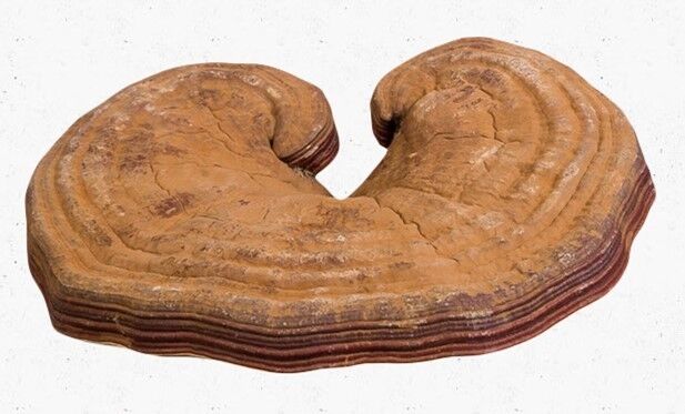 250g Health Dried Wild Lingzhi Red Reishi Mushrooms Ganoderma Lucidum Slices tea