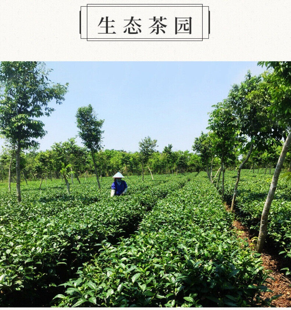 Wuzhishan Black Tea 100g Hainan High Mountain Large Leaf Cloud Mist Premium