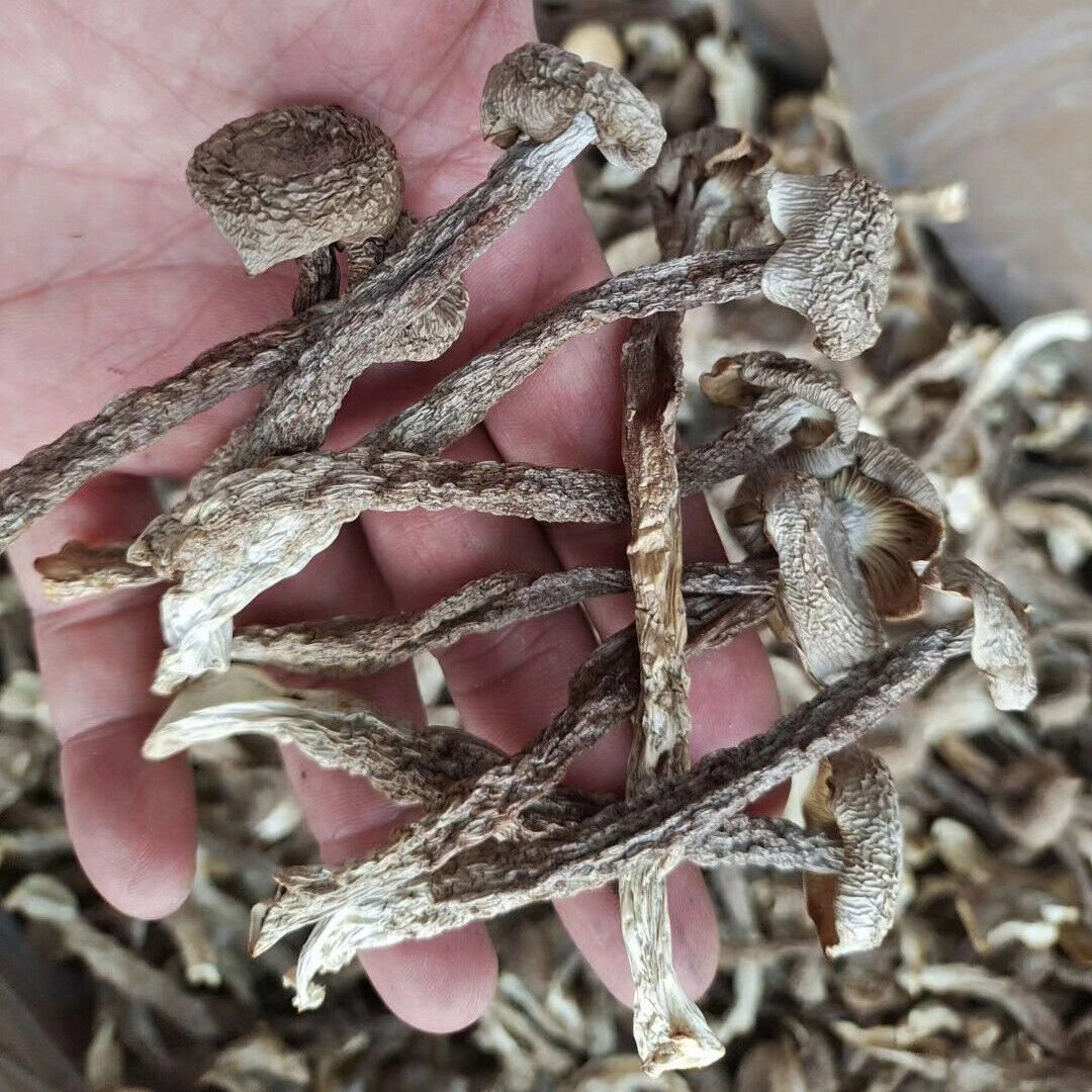 HelloYoung Premuim Dried Velvet Mushroom Antler Mushroom Deep Mountain Edible Fungi 250g