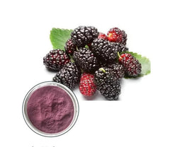 Mulberry Powder Mulberries Fruit Powder Extract ISO Certificate for Drink
