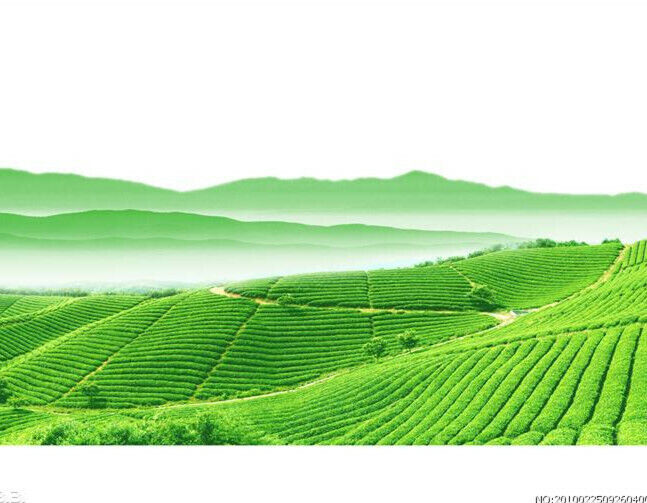 Frischer Biluochun Tee Natürlicher Original Grüner Tee Bio-Kräuter Tee 250g