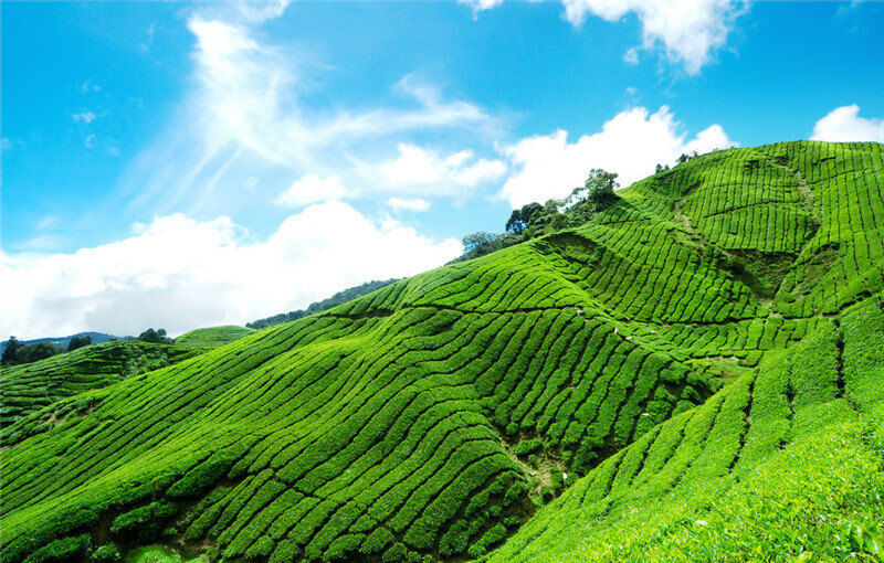 Super Jin Xuan Milch Oolong Tee hohen Berg Tie Guan Yin grüner Tee Milch Tee 50g