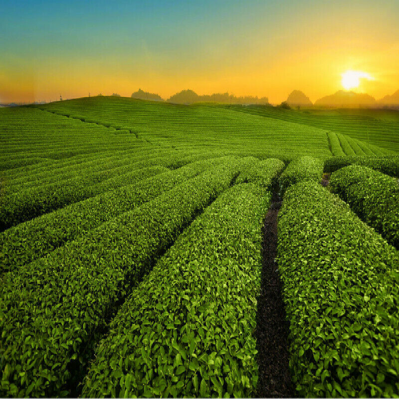 HelloYoung Crested Early Spring Honey Rhyme Gold Screw China Kunming Dianhong Tea Black Tea