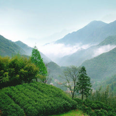HelloYoung Anji Bai Cha Natural Spring New Tea Healthy Herbal Tea 八马茶叶 正宗安吉白茶 春茶新茶 味醇鲜爽