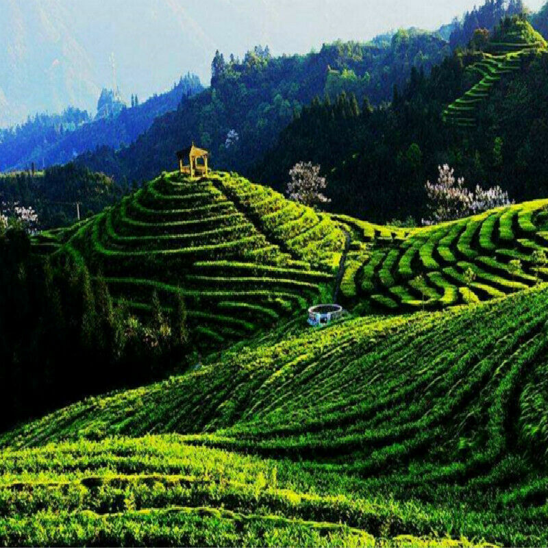 200g  Organic Early Spring KungFu Tea Kunming Crested Dianhong Black Tea