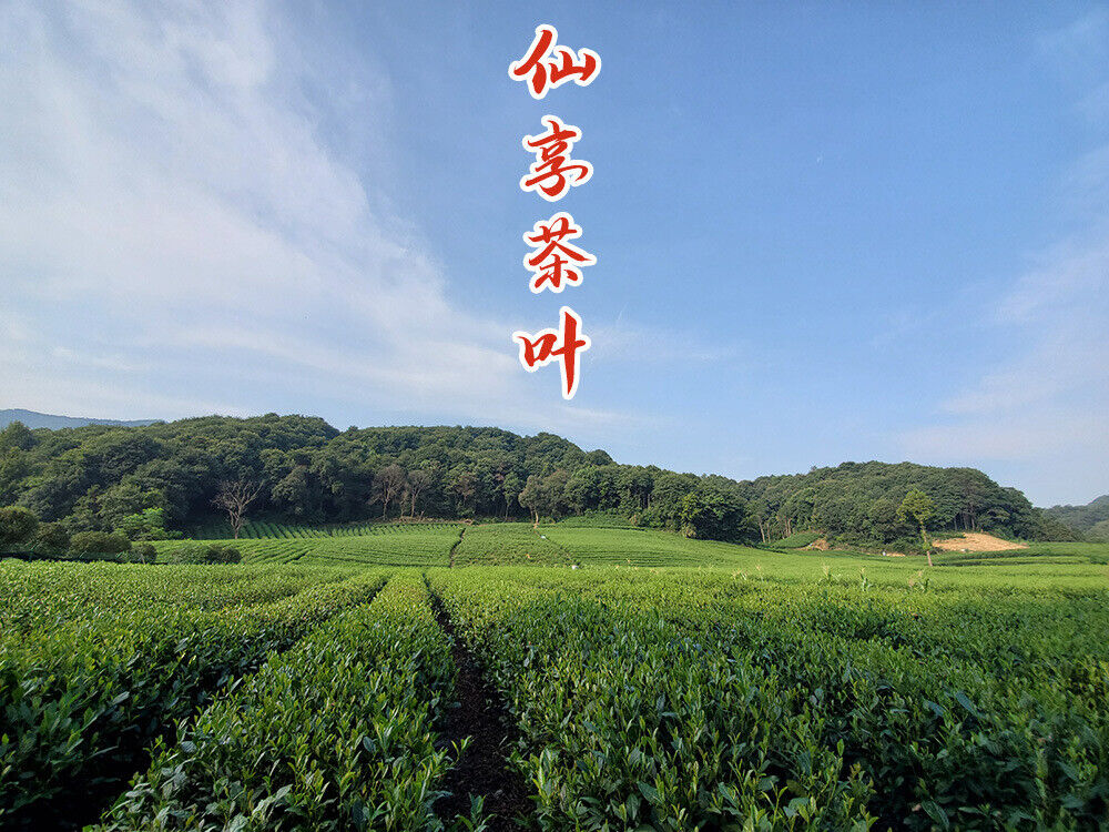 HelloYoung New Tea Longjing Crushed Tea Loose Tea Pieces Green Tea Crushed 500g/1.1lb