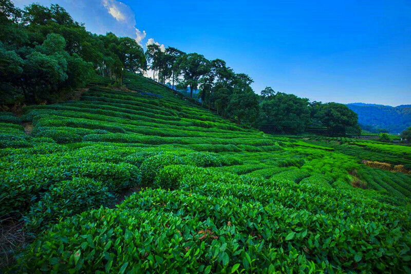 HelloYoung 500g New Spring BiLuoChun Green Tea Bi Luo Chun Tea Green Tea  Food Health Tea