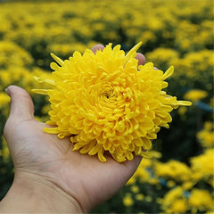 HelloYoung Dry Herbal Health Tea Organic Yellow Chrysanthemum Tea Big Flower Scented Tea