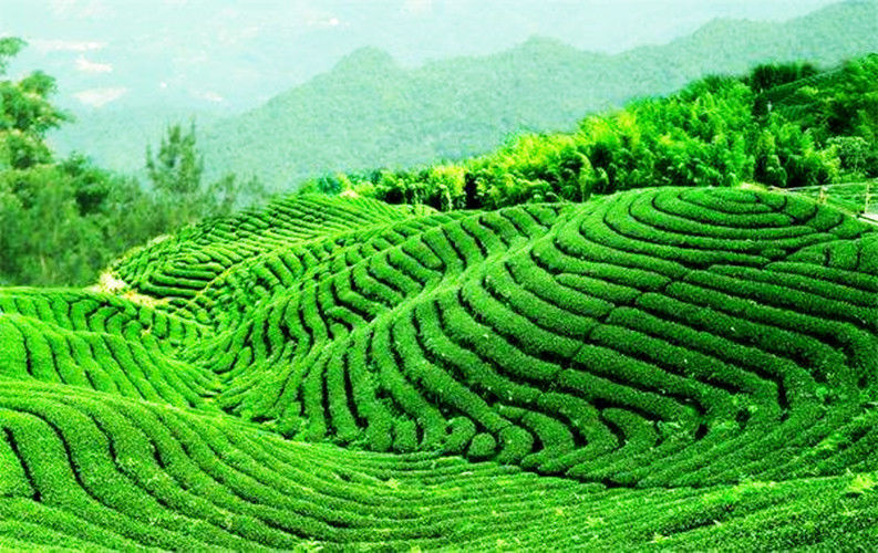250g Famous Ginseng Oolong Tea China Tieguanyin Tea Slimming Tea Tie Guan Yin Tea