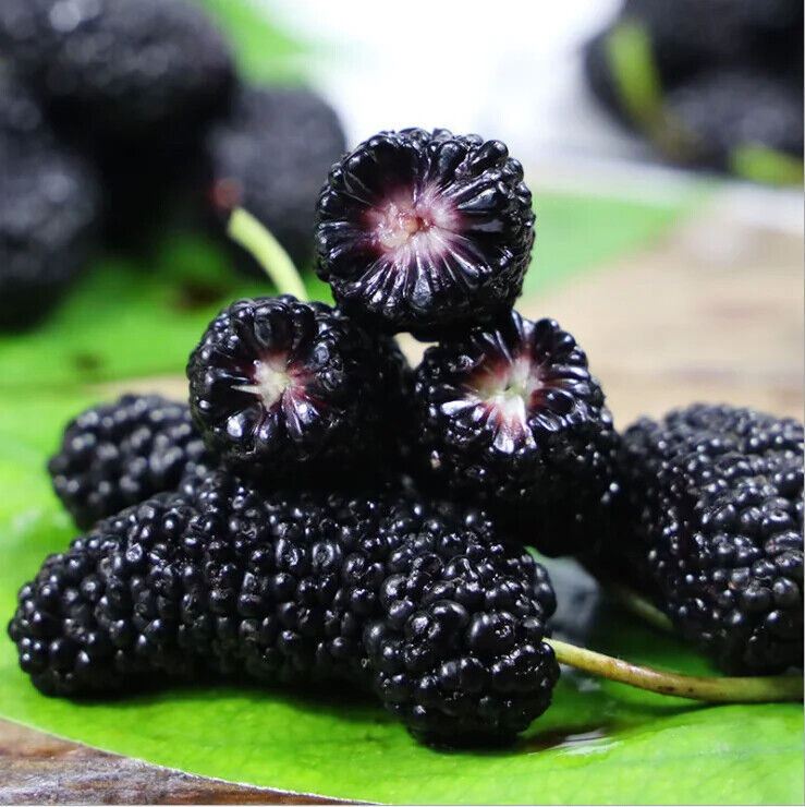 Mulberry Powder Mulberries Fruit Powder Extract ISO Certificate for Drink