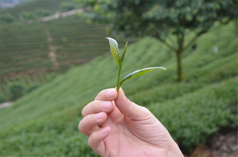 HelloYoung Topgrade Dian Hong Famous Yunnan Black Tea Dianhong TEA 58 Series Black Tea 250g