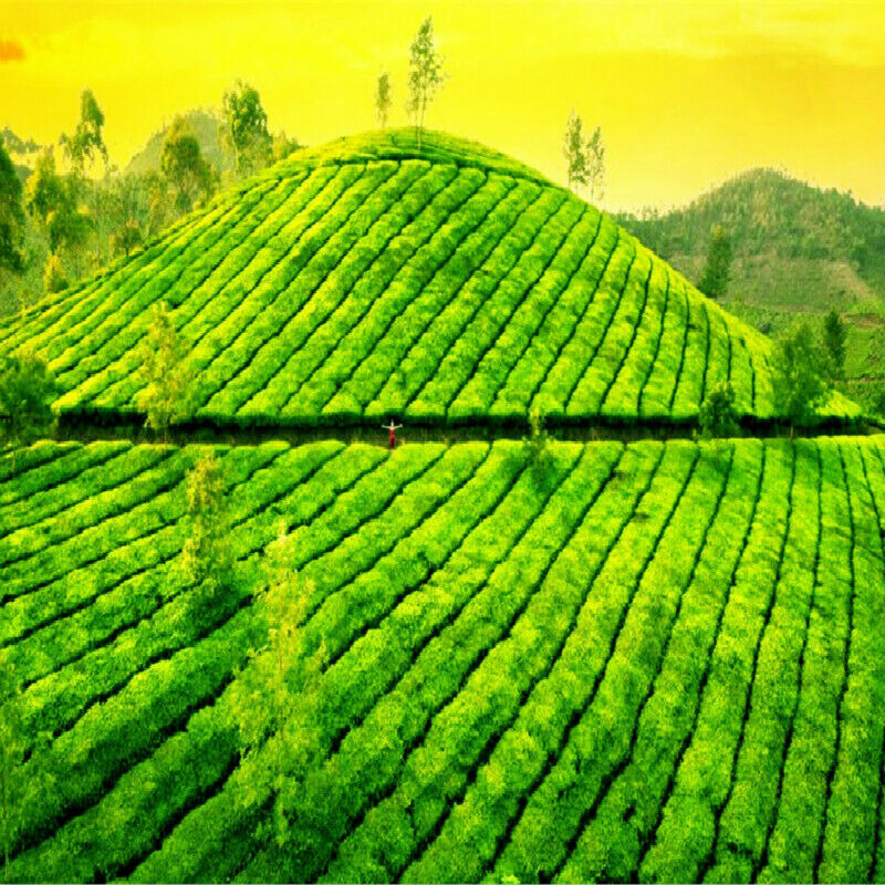 HelloYoung Natural Menghai Big Leaf Pu'er Tea Yunnan Green Tea Pu-Erh Cha Tea Bricks 1000g