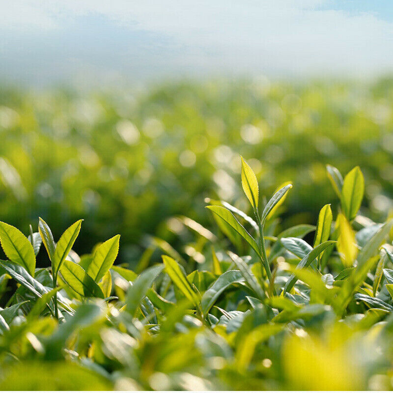 HelloYoung 八马茶叶 烘青茶茉莉花茶 绿茶 清香型 花香馥郁 Bama Chaye Jasmine Tea Green Tea Aromatic Herbal Tea
