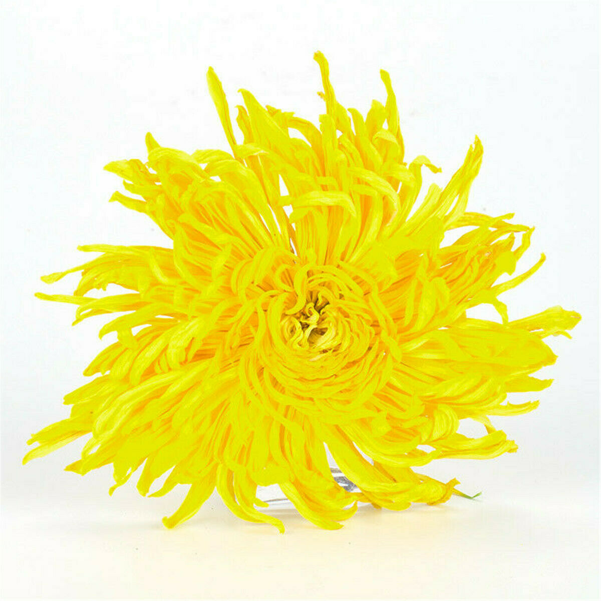 HelloYoung Dry Herbal Health Tea Organic Yellow Chrysanthemum Tea Big Flower Scented Tea