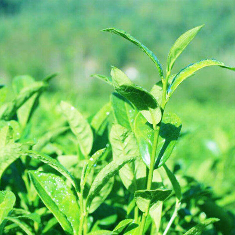 Premium Jinjunmei Tea Organic Black Tea Health Specialty Tea  Package