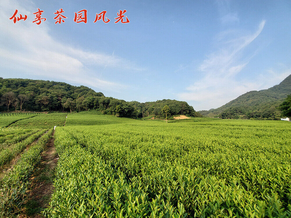 HelloYoung New Tea Longjing Crushed Tea Loose Tea Pieces Green Tea Crushed 500g/1.1lb