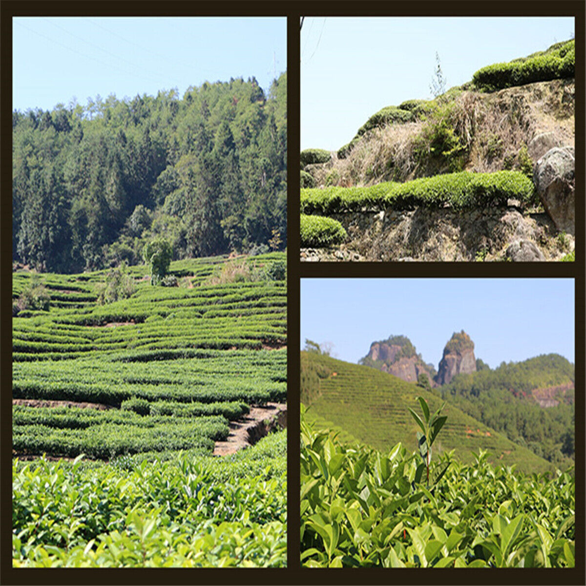 250g Abnehmen Natürlicher Bio Schwarzer Tee Da Hong Pao Oolong Tee Dahongpao Tee